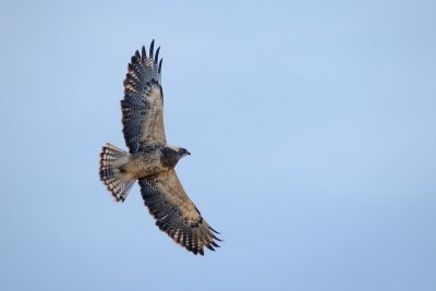 DSC_7686.jpg