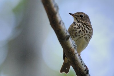 DSC_8090.jpg