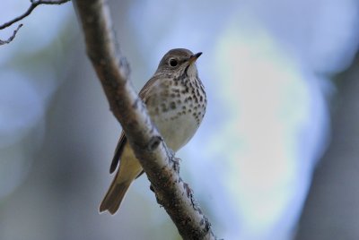 DSC_8095.jpg