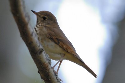 DSC_8092.jpg