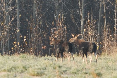 DSC_8663c.jpg