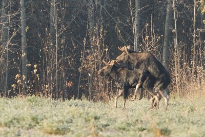 DSC_8667c.jpg
