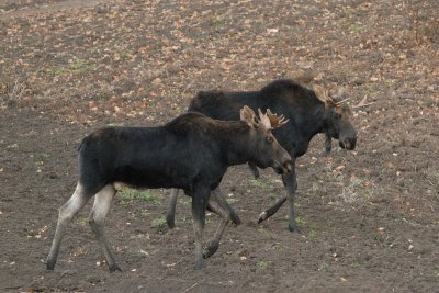 DSC_9343.jpg