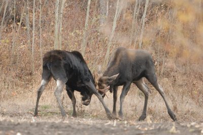 DSC_9352.jpg