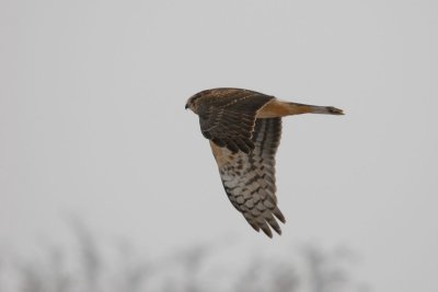 DSC_0073.jpg