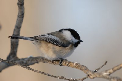 DSC_0856.jpg