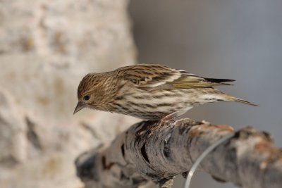DSC_2126.jpg
