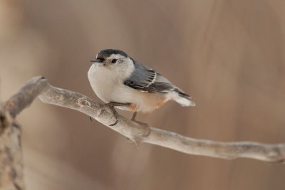 DSC_2486.jpg