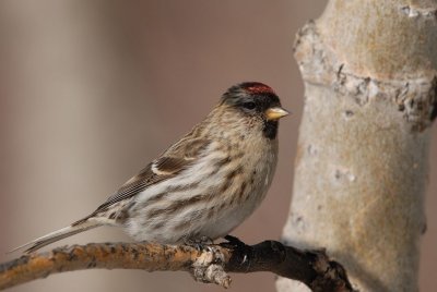 Redpolls