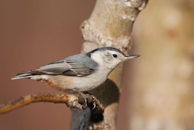 DSC_3381.jpg