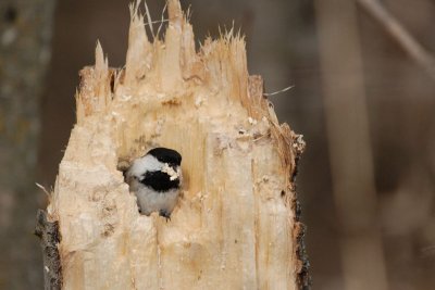 DSC_4125.jpg