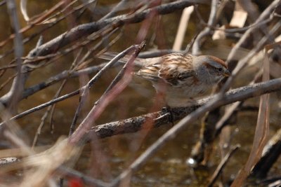 DSC_4272.jpg