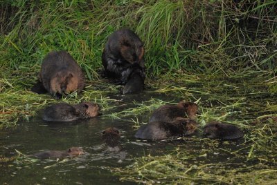 The Intimate Life of a Beaver