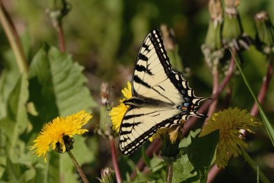 DSC_6975.jpg
