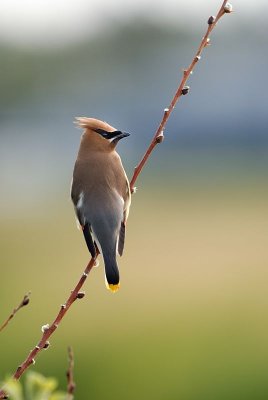 DSC_0864.jpg