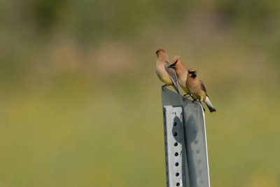 DSC_1135.jpg
