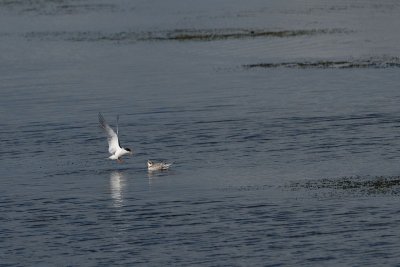 DSC_1382.jpg