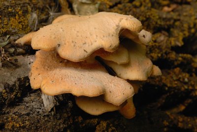 DSC_2013.jpg