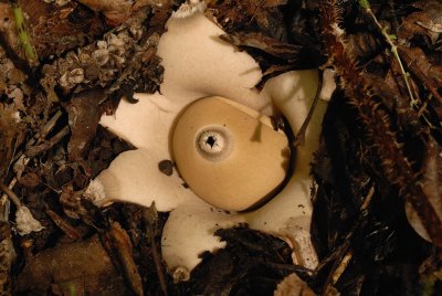 Earthstar cycle