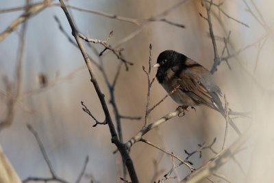 DSC_3775.jpg