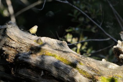 DSC_1182.jpg