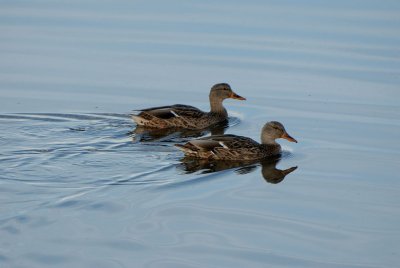 DSC_0636.jpg