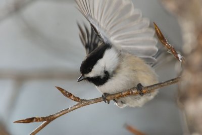 Chickadees