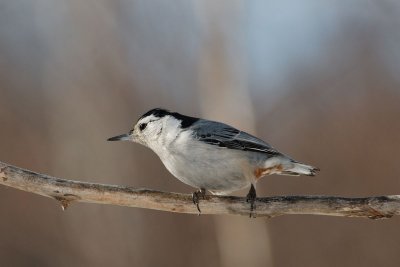 DSC_8729.jpg