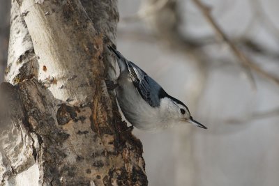 DSC_8730.jpg