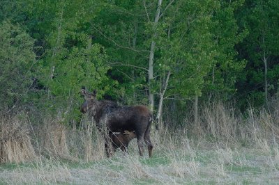 DSC_2110b.jpg
