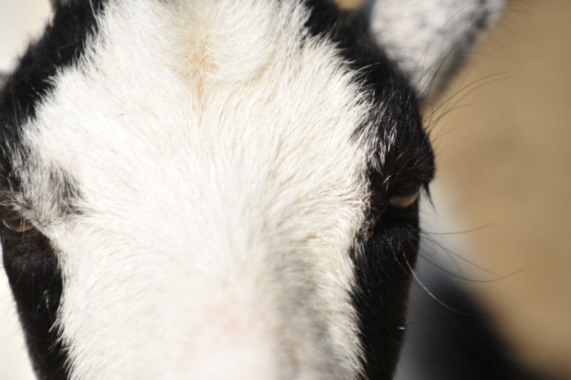 Auge in Auge mit einer Ziege