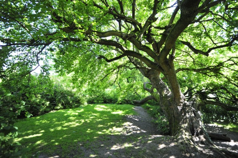 Schatten spendender Baum