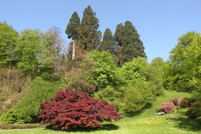 Trees between Trinkhalle and Kurhaus