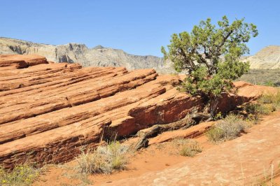 Snow Canyon (State Park, Utah)