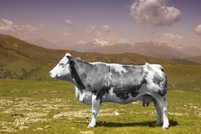 Cow on Nockalm (Austria)