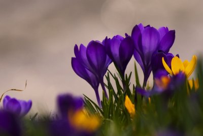 Crocus and other flowers in March