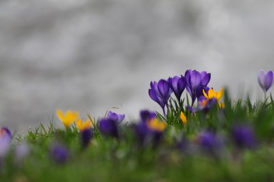 Crocus and other flowers in March