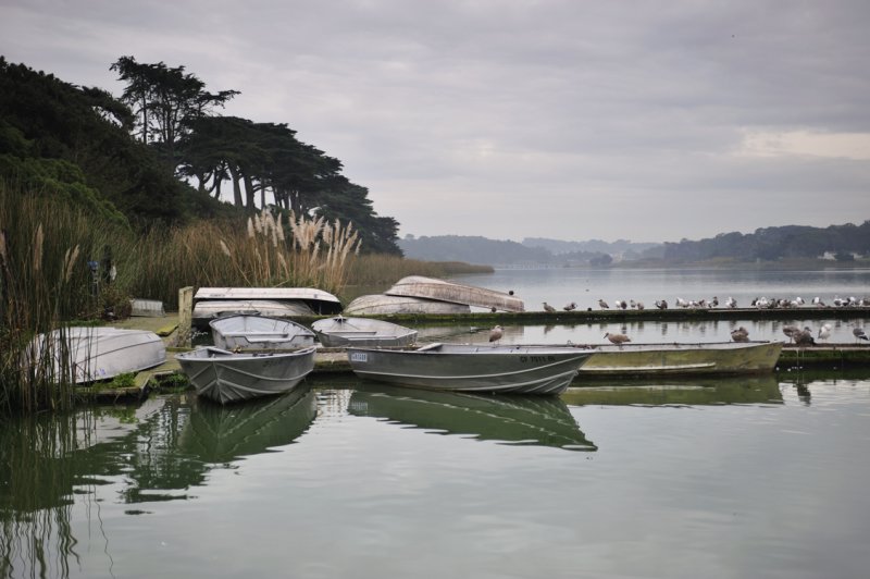 Lake Merced Still Life with Birds