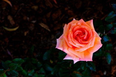 You are responsible, forever, for what you have tamed. You are responsible for your rose. - Antoine de Saint-Exupery 