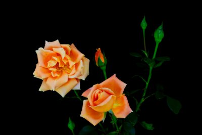 WHICH IS LOVELIEST IN A ROSE? ITS COY BEAUTY WHEN ITS BUDDING, OR ITS BEAUTY WHEN IT BLOOMS? - GEORGE BARLOW