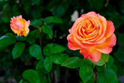 WHICH IS LOVELIEST IN A ROSE? ITS COY BEAUTY WHEN IT'S BUDDING, OR ITS BEAUTY WHEN IT BLOOMS? - GEORGE BARLOW