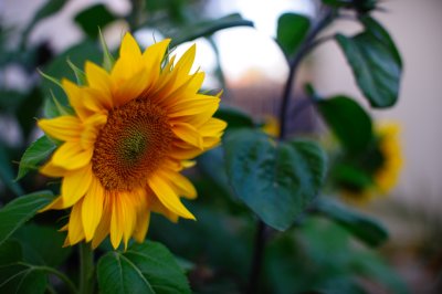 Every friend is to the other a sun, and a sunflower also. He attracts and follows. - Jean Paul Richter