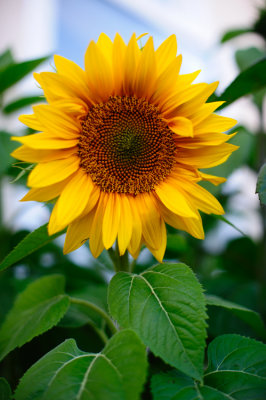 The sunflower is a favorite emblem of constancy - Thomas Bullfinch