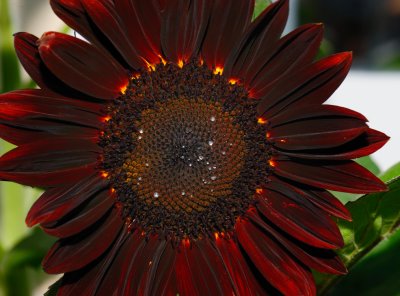 Cinnamon Sun Sunflower