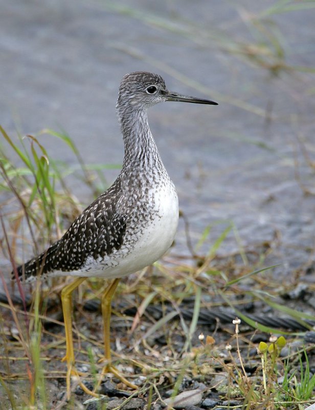 greater yellowlegs