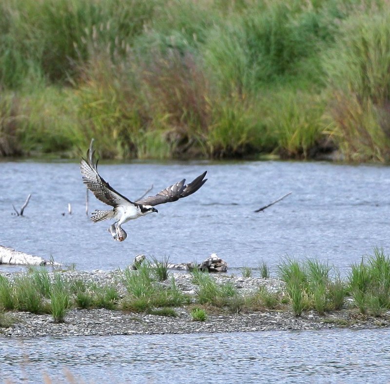 another osprey with fish