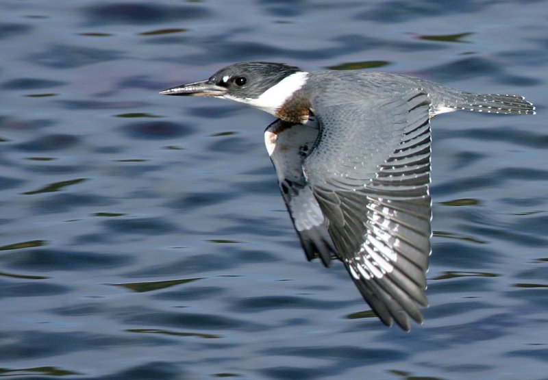 belted kingfisher