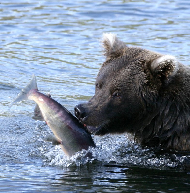 salmon held by dorsal fin