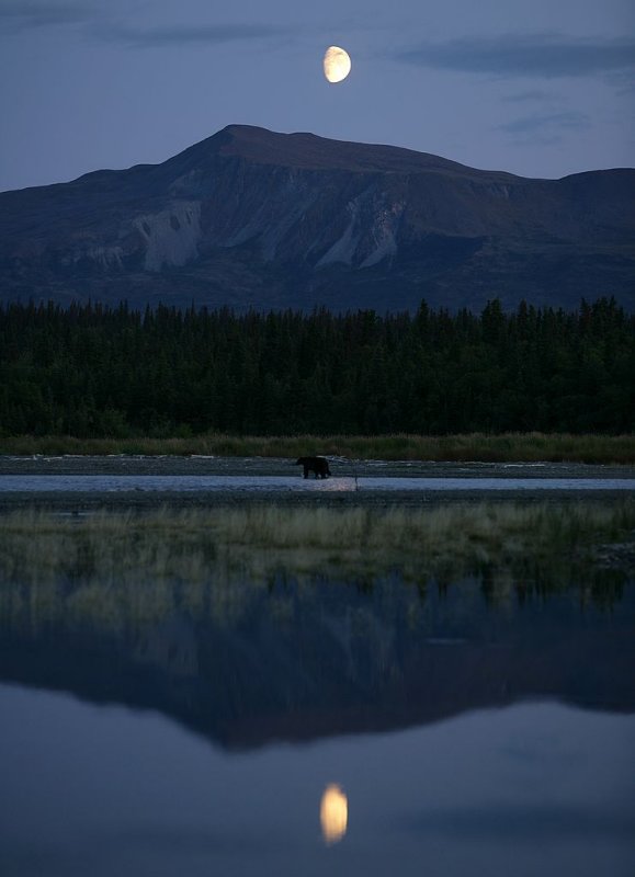 bear in the moonlight