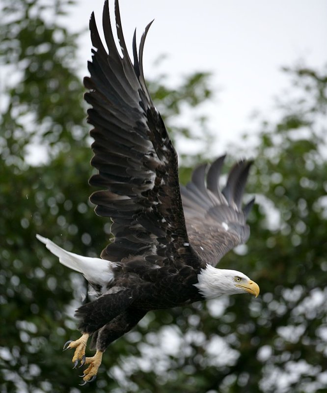 eagle in flight